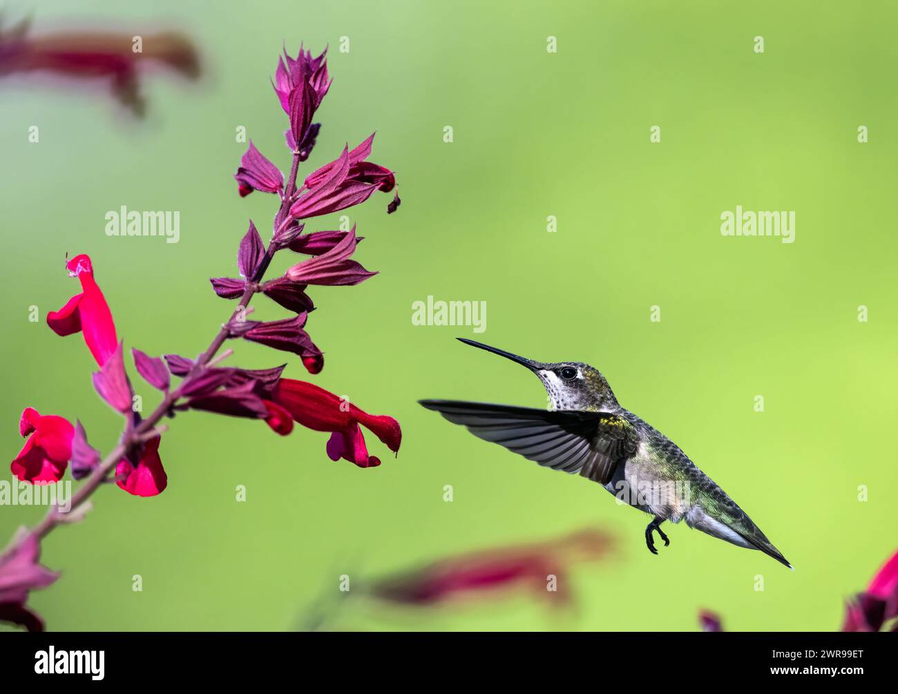 Hummingbird hovers by pink flowers and its wings are transparent against the summer light Stock Photo
