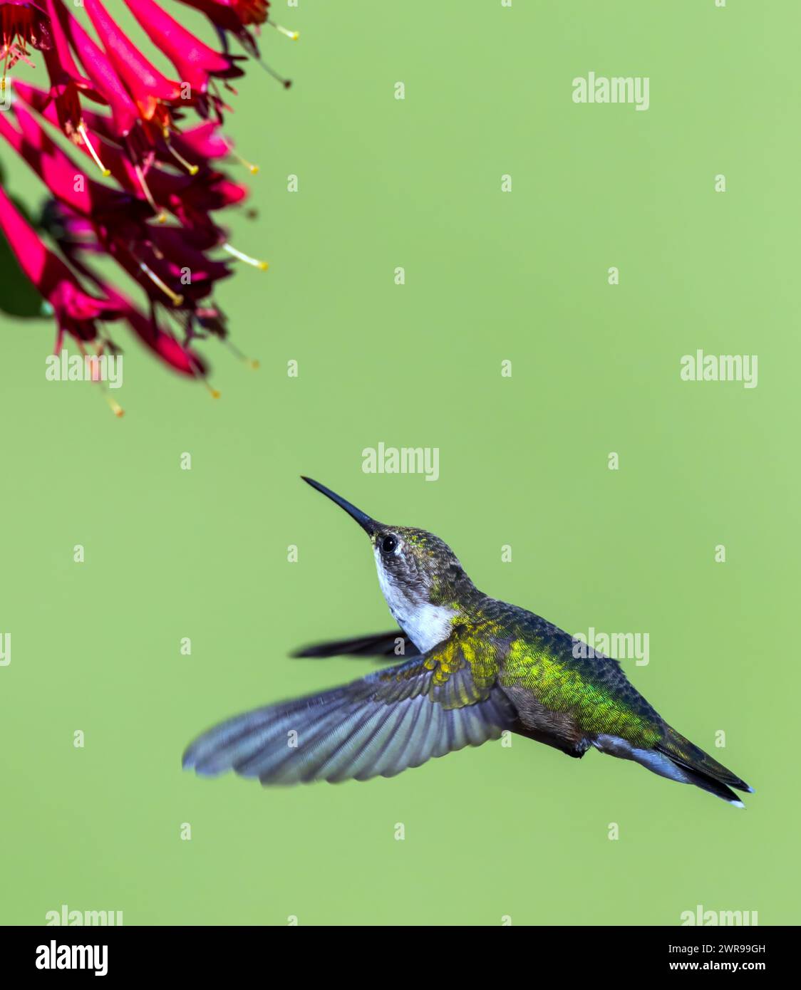Hummingbird in flight by flower with transparent wings Stock Photo