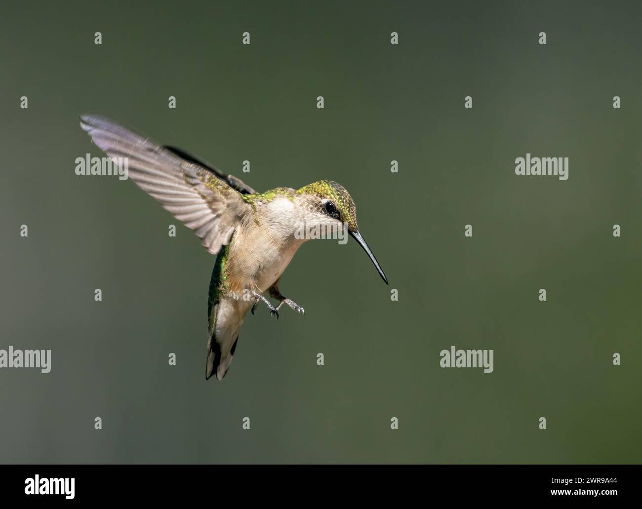 Female hummingbird hovers in flight agains green background with room for text Stock Photo