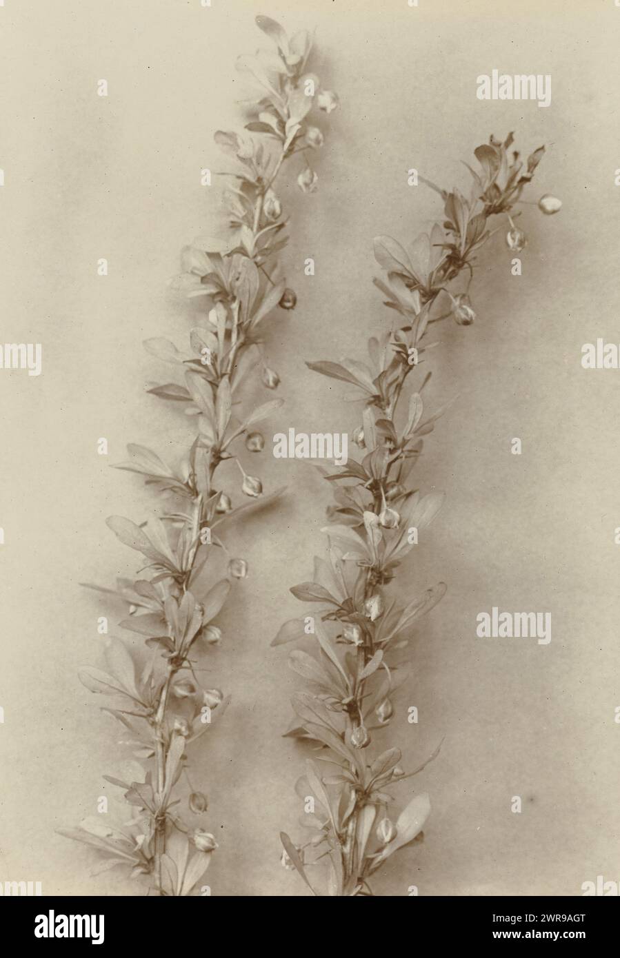 Branches of a barberry, Berberis Thunbergii, flowering time (title on object), Richard Tepe, Netherlands, c. 1900 - c. 1930, photographic support, height 165 mm × width 115 mm, photograph Stock Photo