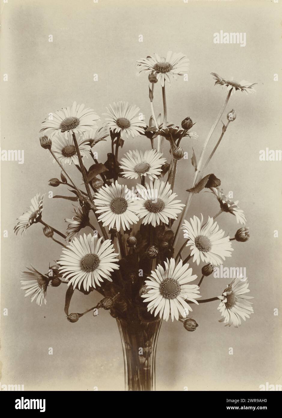 Bunch of plantain sunflowers, Doronicum plantagineum (title on object), Richard Tepe, Netherlands, c. 1900 - c. 1930, photographic support, height 227 mm × width 163 mm, photograph Stock Photo