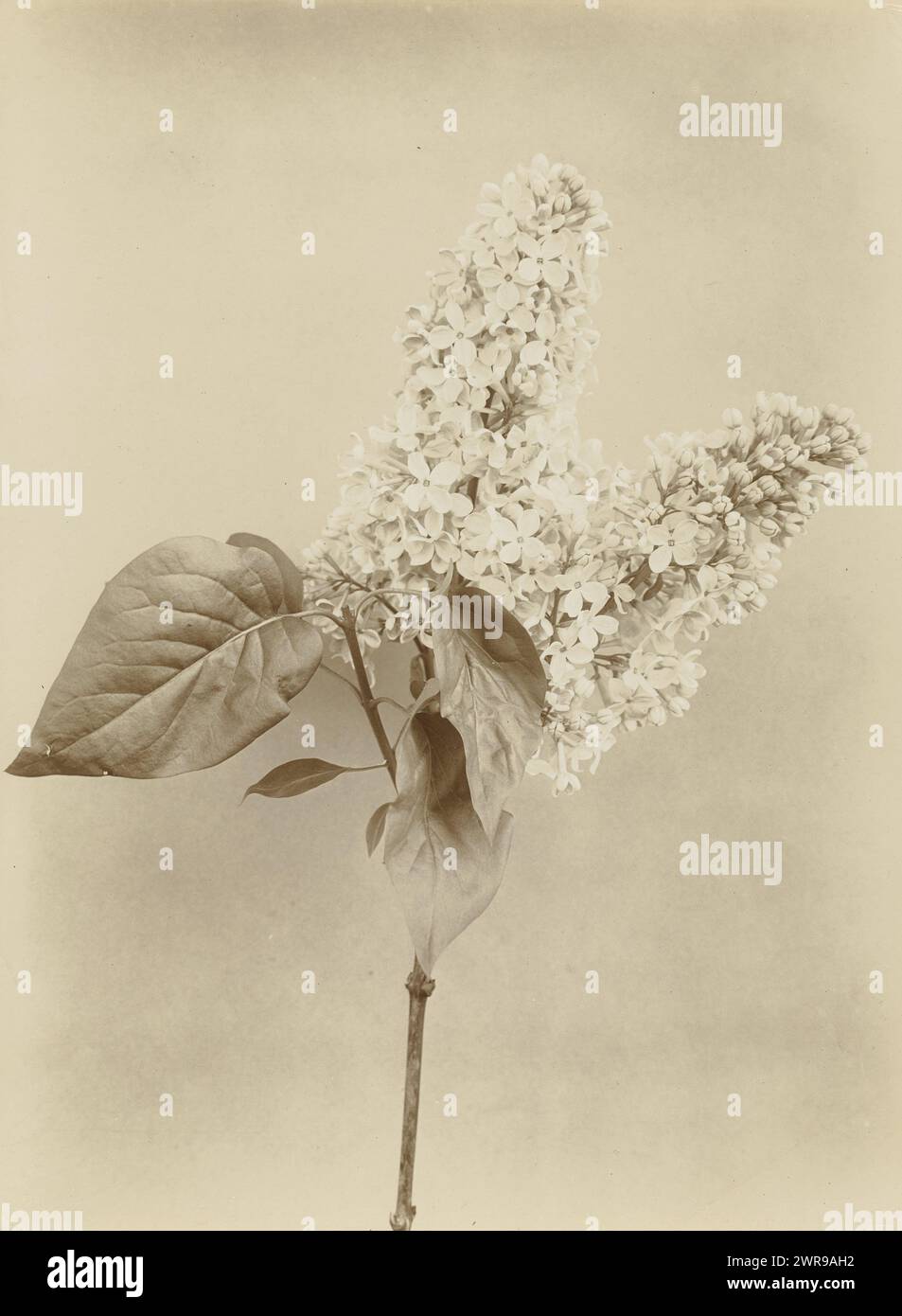 Branch of a lilac, Flowering Lilac Branch Charles, Richard Tepe, Netherlands, c. 1900 - c. 1930, photographic support, height 223 mm × width 164 mm, photograph Stock Photo