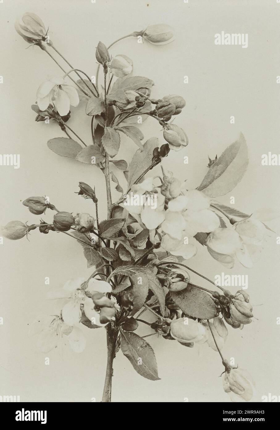 Branch with blossom of an ornamental apple tree, Malus floribunda atrosanguinea flowering branch (title on object), Richard Tepe, Netherlands, c. 1900 - c. 1930, photographic support, height 165 mm × width 116 mm, photograph Stock Photo
