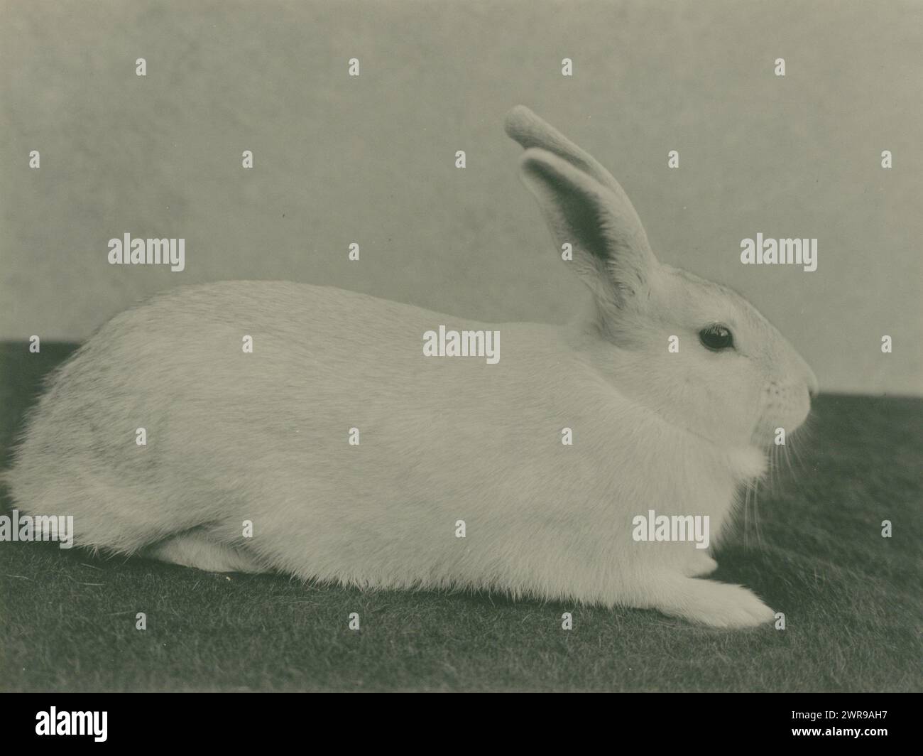 Animal study of a rabbit, Richard Tepe, (attributed to), Netherlands, c. 1900 - c. 1930, paper, gelatin silver print, height 158 mm × width 214 mm, photograph Stock Photo