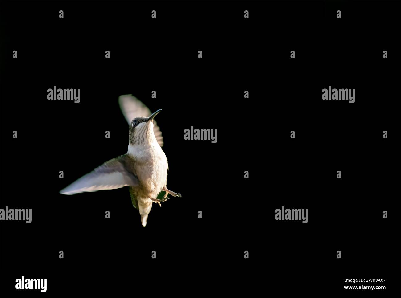 Sunlight illuminates hummingbird in flight agains dark, clean background Stock Photo