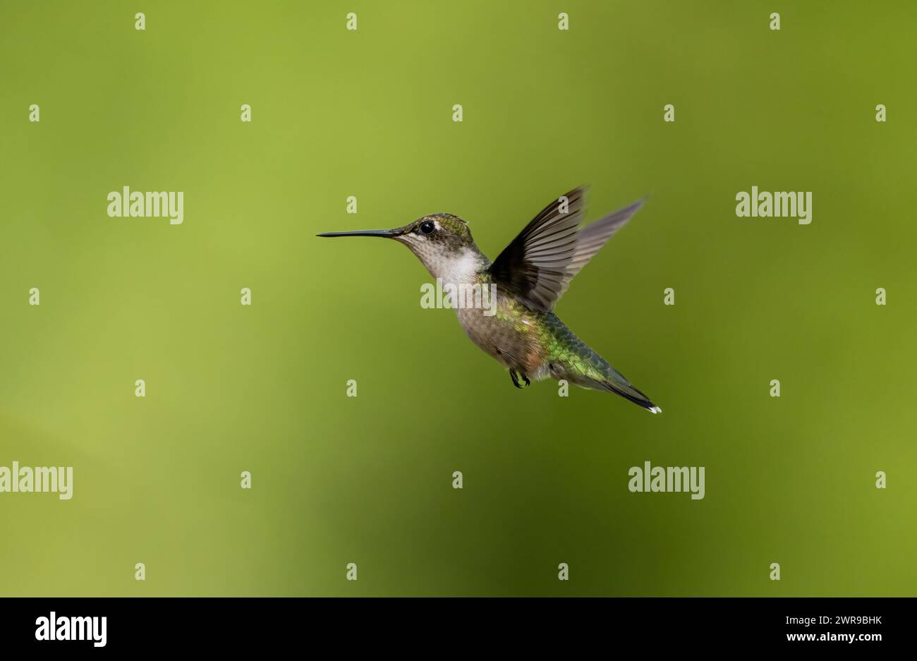 Hummingbird hovers in flight against green background. Fine details in open wingspan Stock Photo