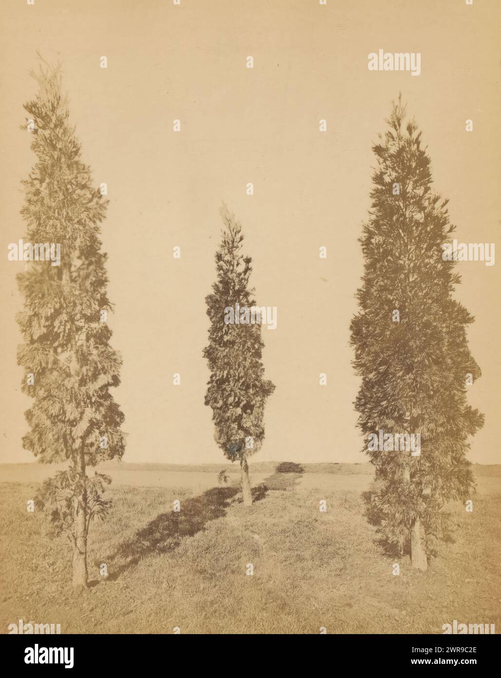 Three incense cedars, Libocedrus decurrens (10 Jahr alt) (title on object), anonymous, c. 1867 - in or before 1877, photographic support, albumen print, height 159 mm × width 124 mm, photograph Stock Photo