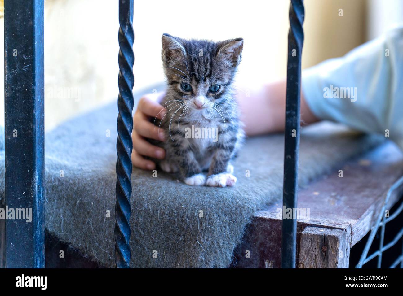 Whiskers and wonders. A tale of little kitty embrace. A story of innocent bonding. Stock Photo