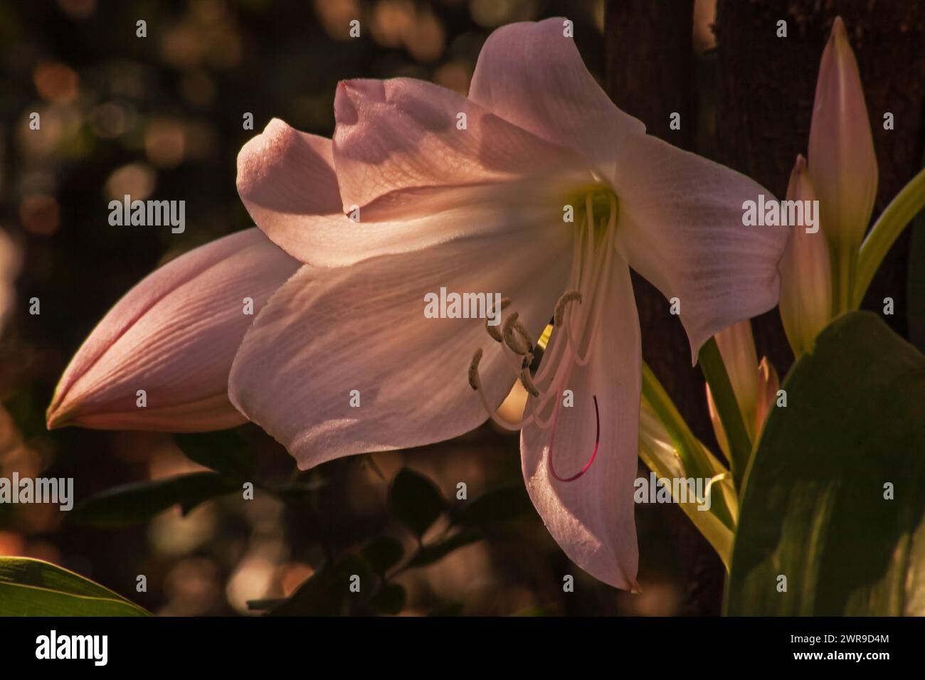 Orange River lily Crinum bulbispermum 16096 Stock Photo