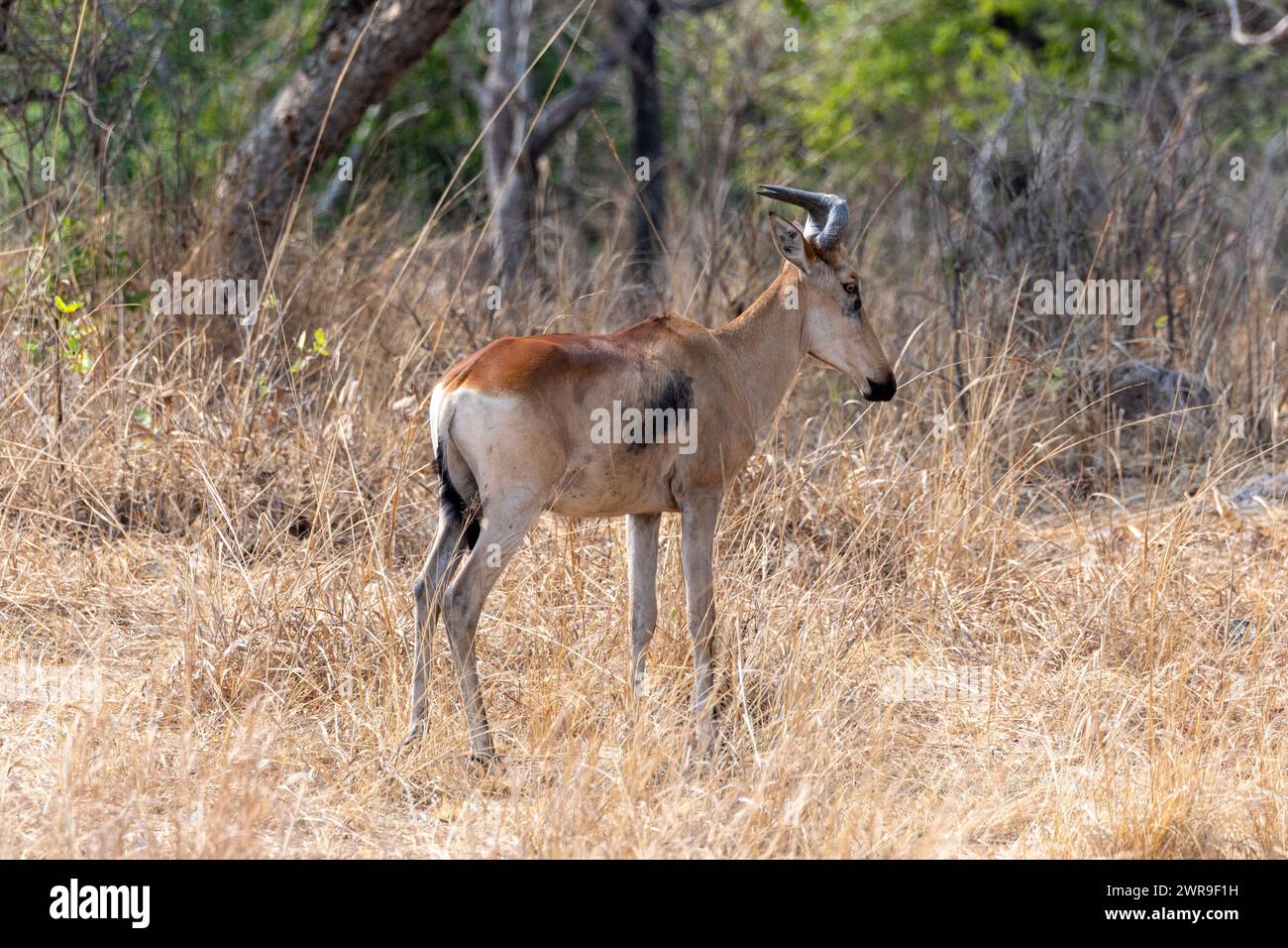 Lichtenstein’s hartebeest (Alcelaphus lichtensteinii) in Kafue National
