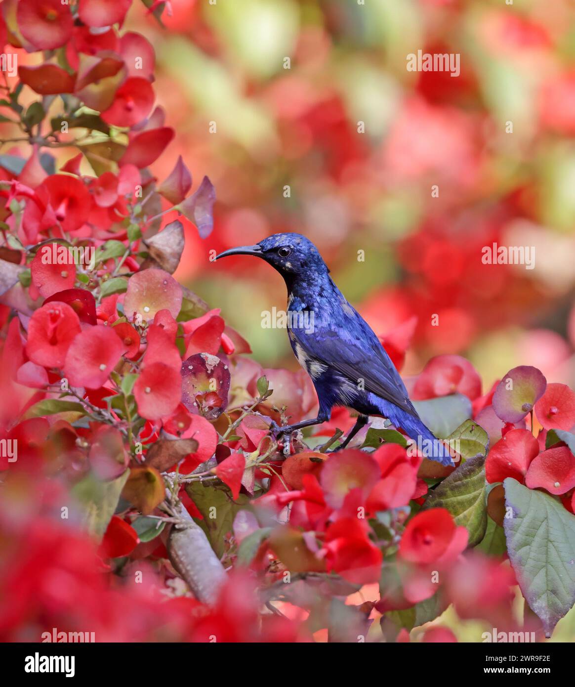 Colorful Purple Sunbird perching on flower. this photo was taken from Bangladesh. Stock Photo