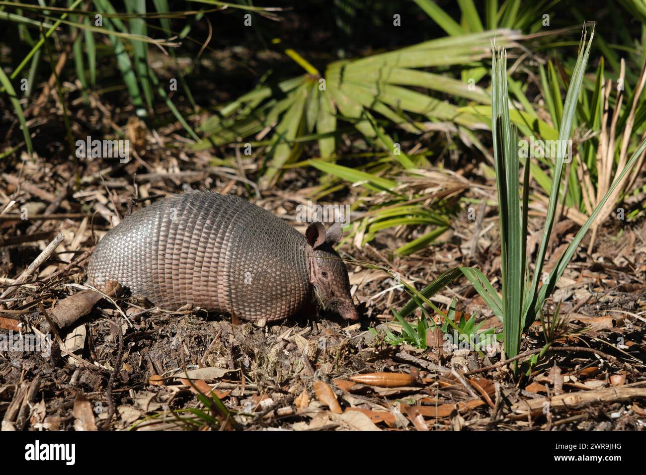Side View Of A Nine banded Armadillo In Its Natural Habitat Stock Photo Side View Of A Nine banded Armadillo In Its Natural Habitat Stock Photo