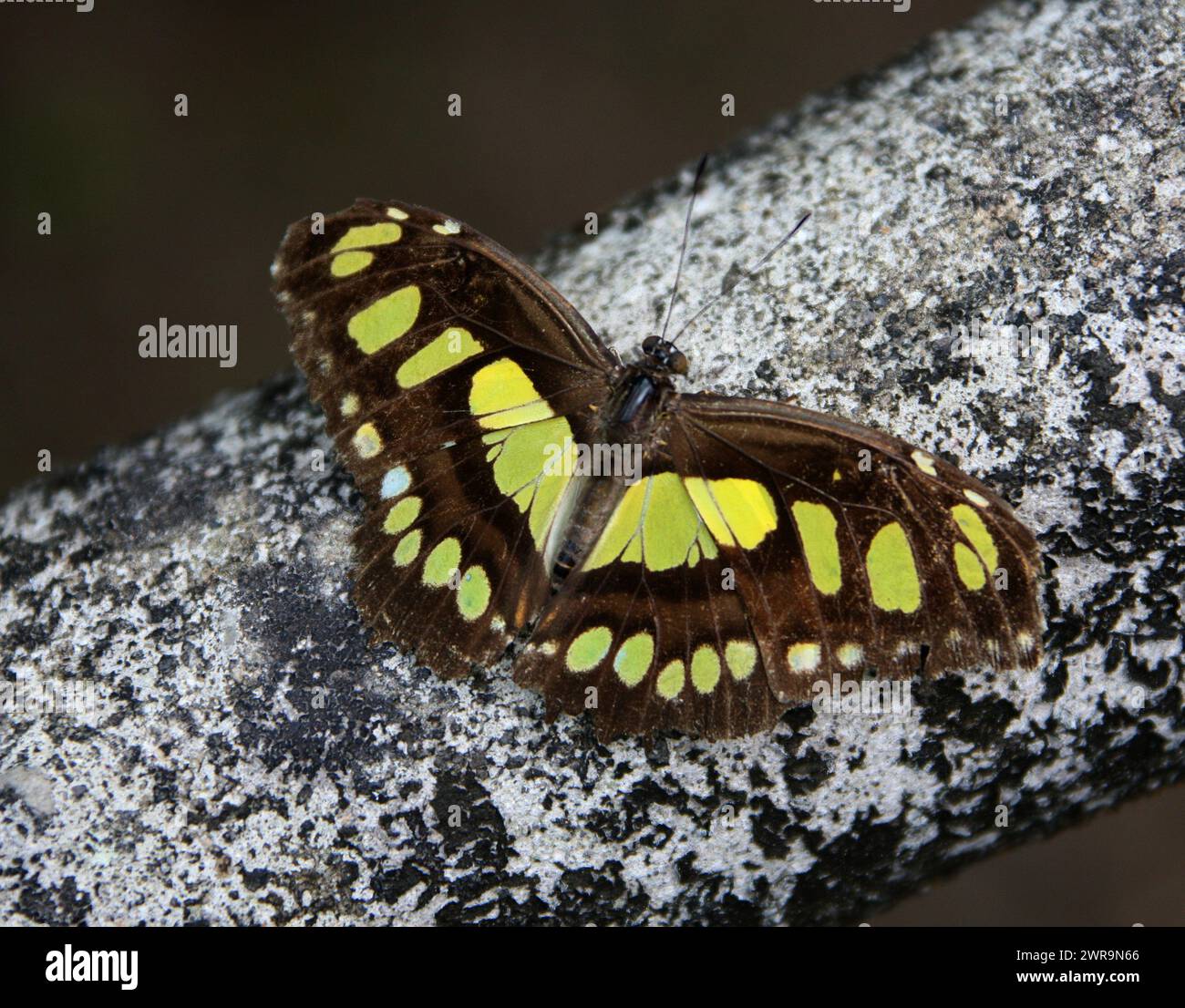 Malachite Butterfly or Bamboo Page, Siproeta stelenes, Victorina stelenes, Metamorpha stelenes, Kallamini, Nymphalinae, Nymphalidae. Tropical Central Stock Photo