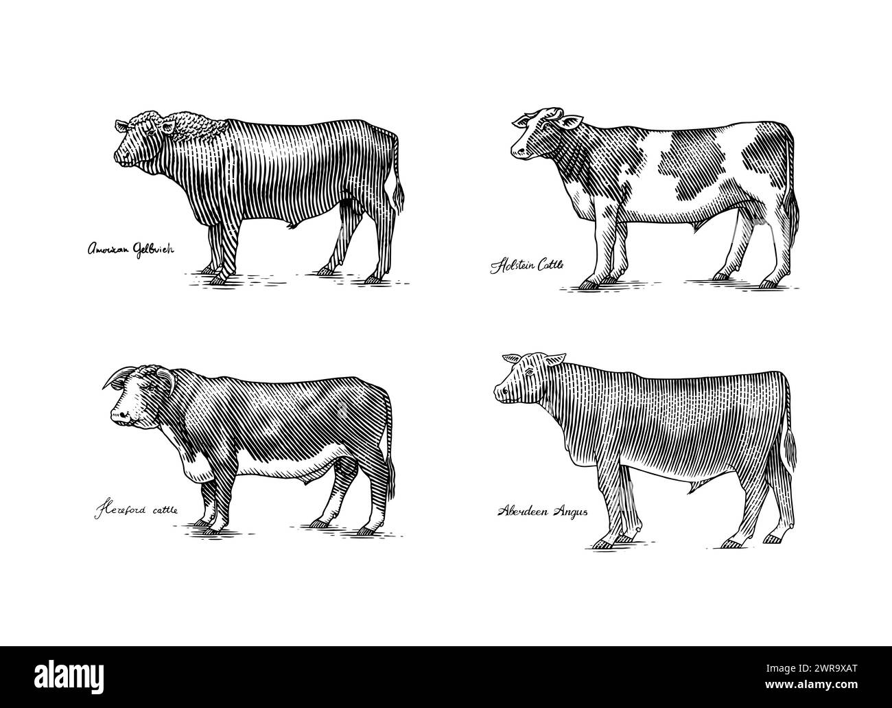 A Group Of Cows Standing Next To Each Other On A White Background. Farm