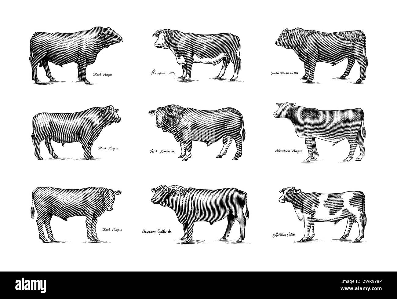 A Group Of Cows Standing Next To Each Other On A White Background. Farm