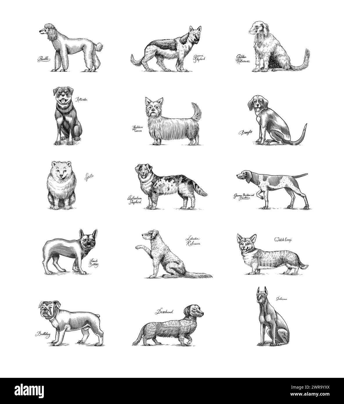 Dogs In This Drawing. Different breeds of domestic animals. Puppy