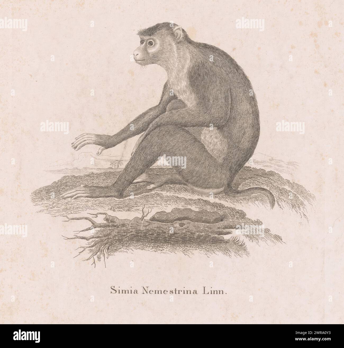 Macaque sitting in a landscape, Simia Nemestrina Linn (title on object), According to the title, it concerns the lampoon monkey (simia nemestrina) described by Carolus Linnaeus. Numbered top right: IX., print maker: G.W. Kuhn, after painting by: Jean Baptiste Huet (le jeune), (possibly), Leipzig, 1766 - 1799, paper, steel engraving, height 242 mm × width 180 mm, print Stock Photo