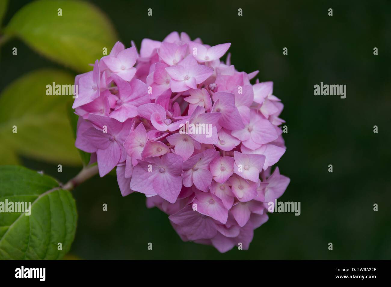 Pink hydrangea blossom Stock Photo