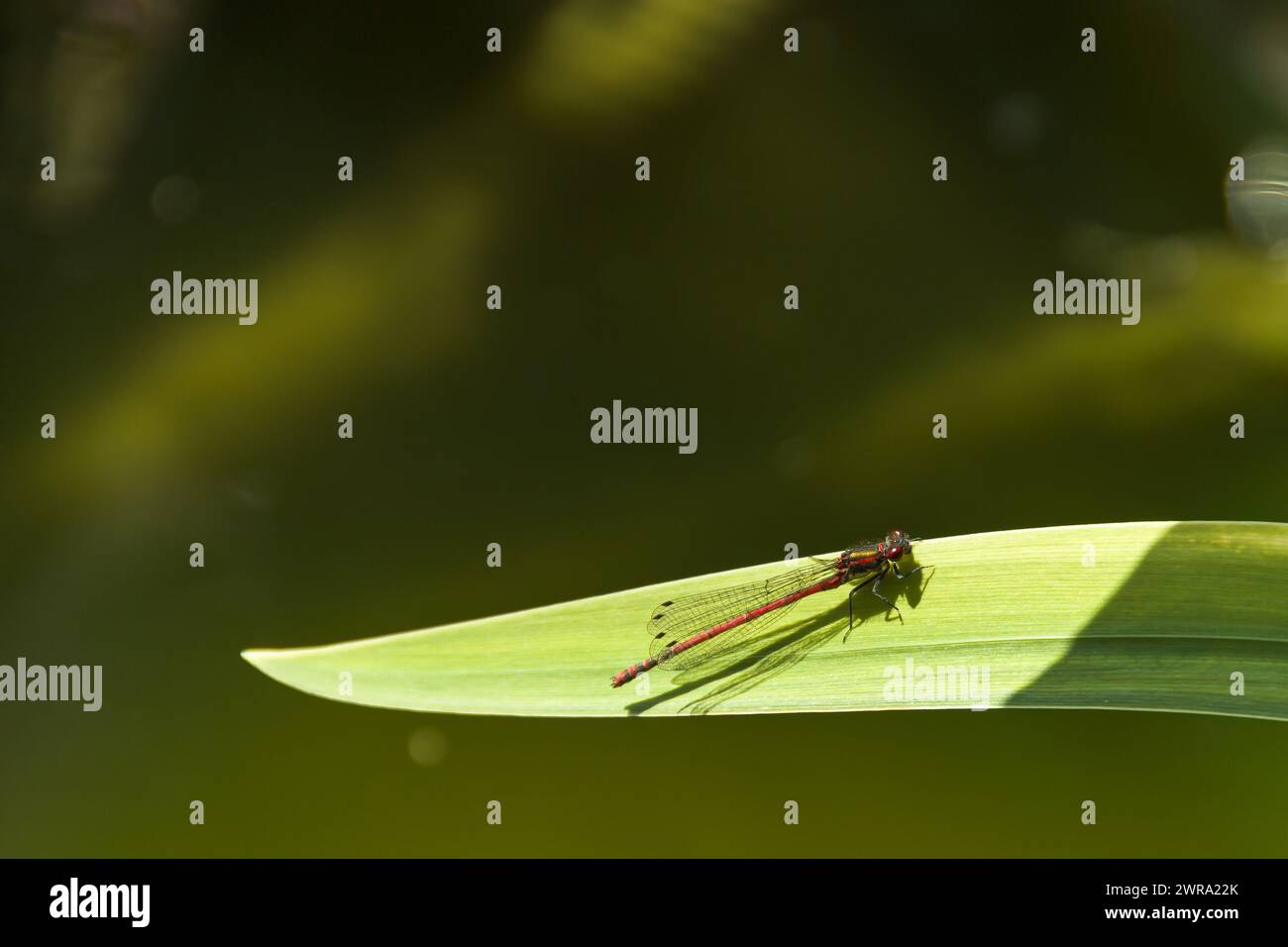 Large red damselfly resting on an iris leaf in the sun Stock Photo - Alamy