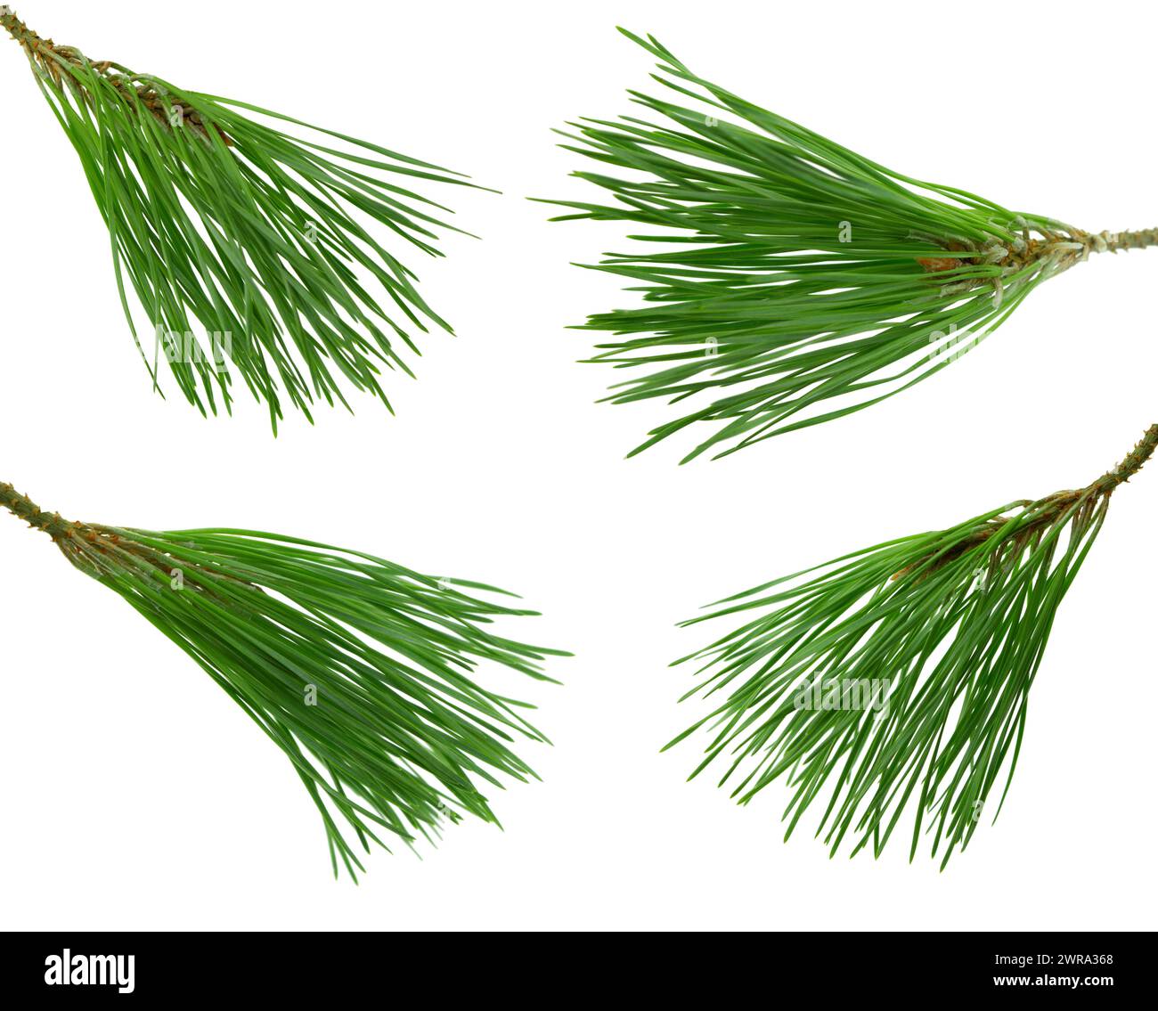 Hues of green Cut Out Stock Images Pictures Alamy