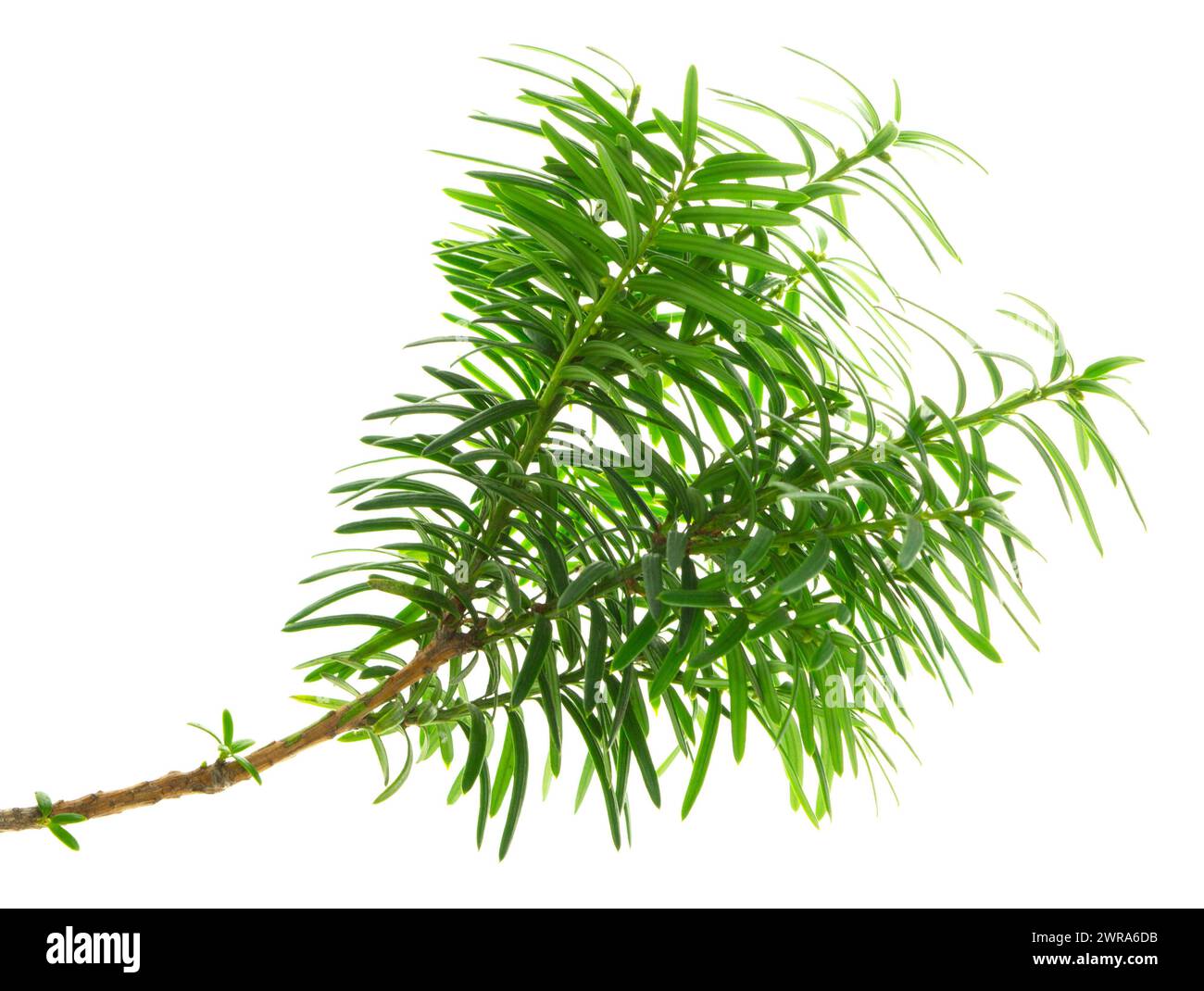 Japanese yew berries. Taxaceae evergreen conifer. The berries are used for raw food and fruit wine, but the seeds are toxic, and wood is used for craf Stock Photo