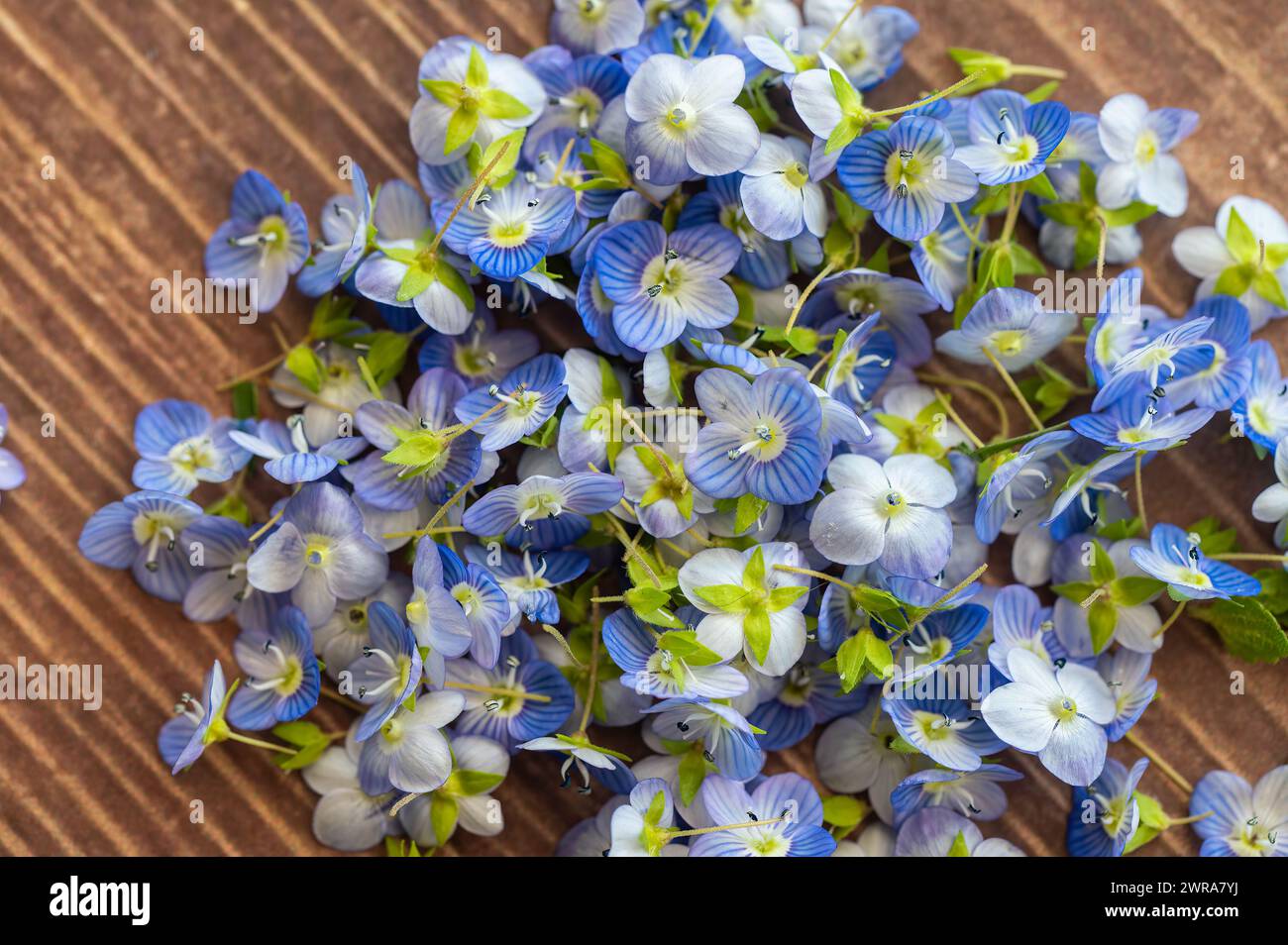 Blue wildflowers collected from nature. Veronica polita. Stock Photo