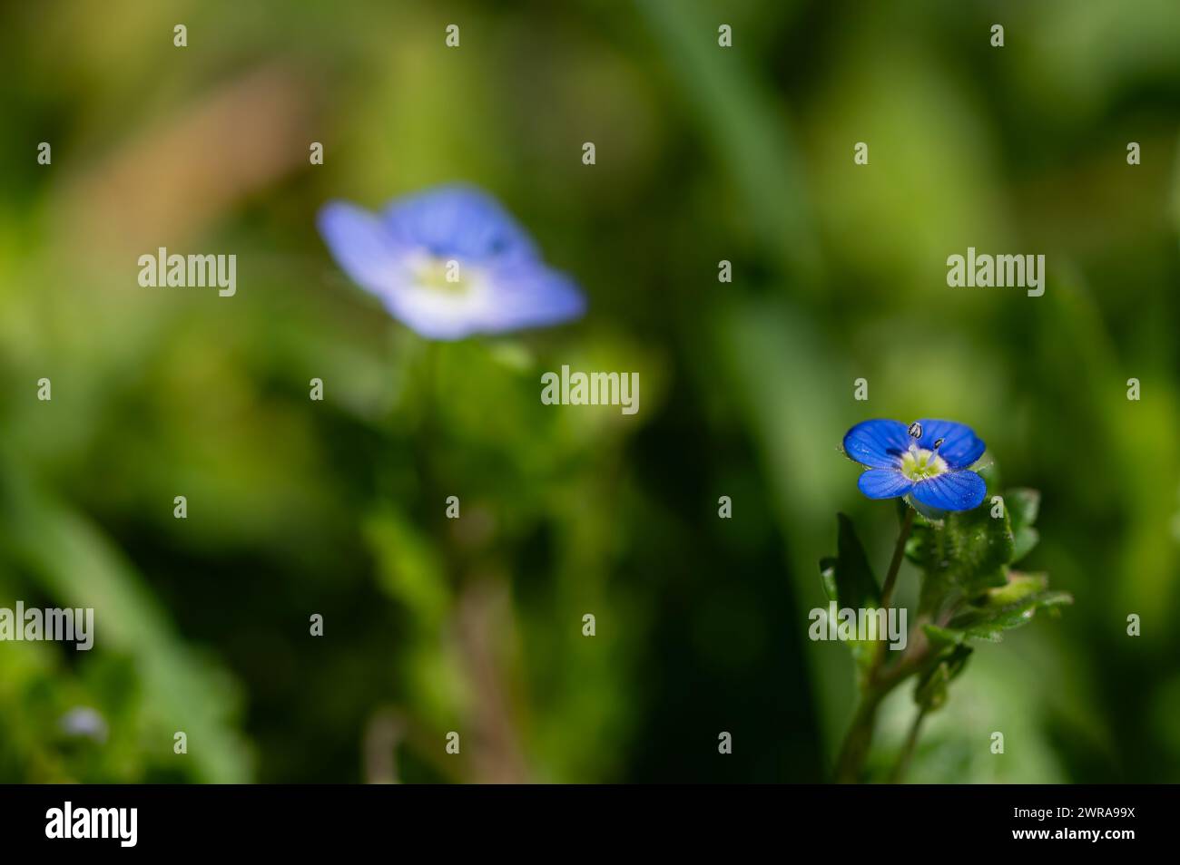 Blue wildflower in nature, blurred background. flower of germander ...