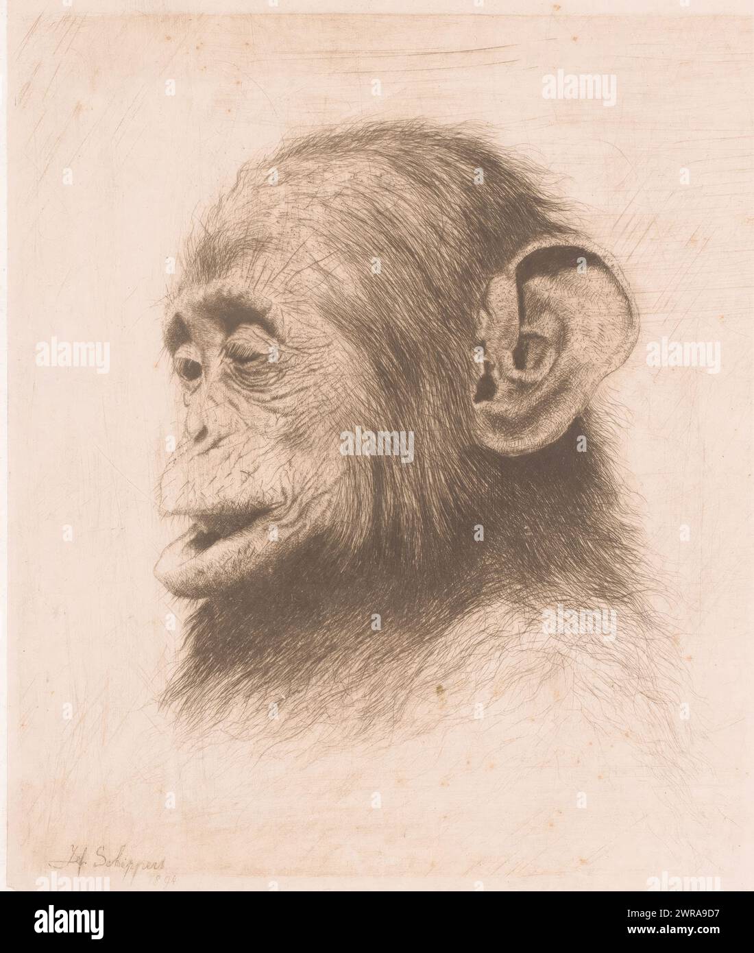 Head of a young chimpanzee, print maker: Joseph Schippers, 1894, paper, etching, height 209 mm × width 179 mm, print Stock Photo
