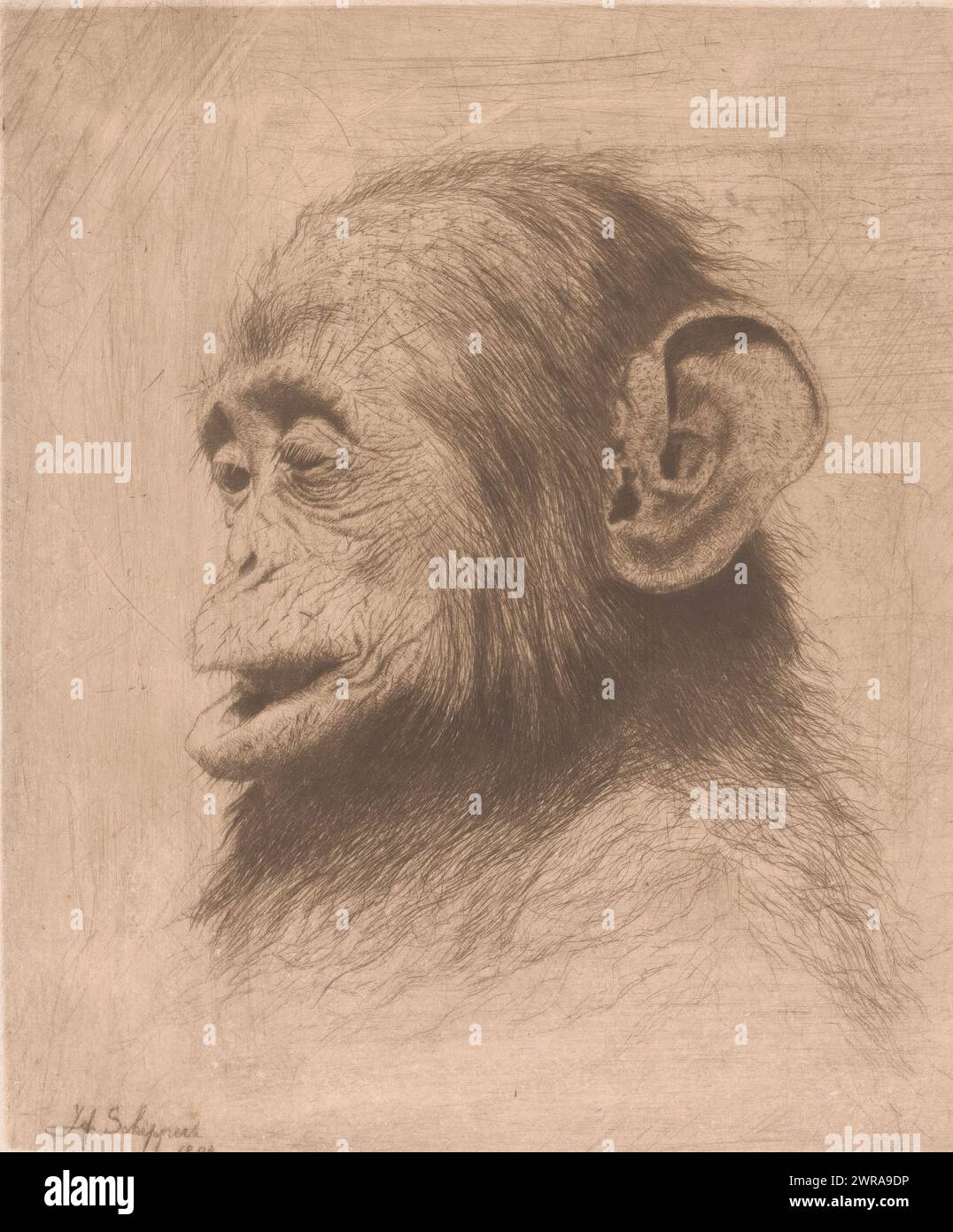 Head of a young chimpanzee, print maker: Joseph Schippers, 1894, paper, etching, height 209 mm × width 179 mm, print Stock Photo