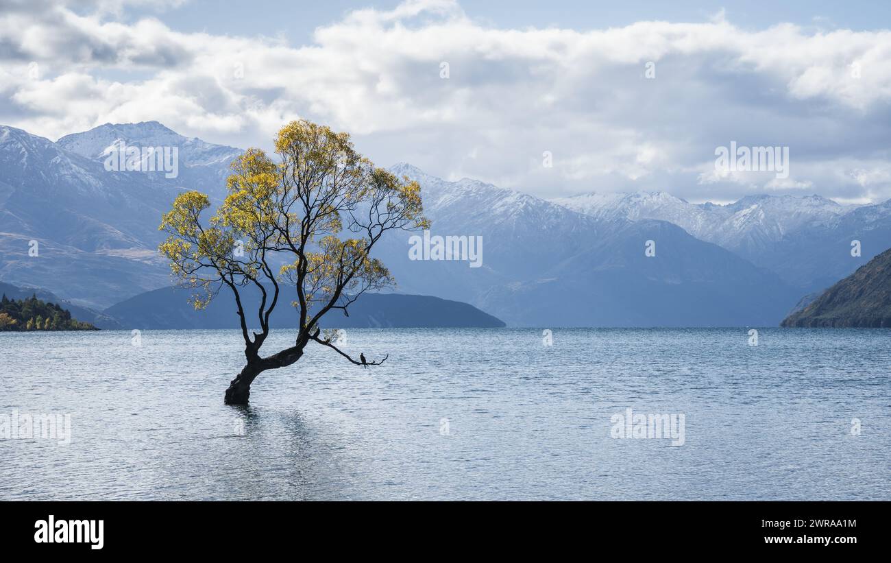 Lonely willow tree in autumn colors in the middle of a lake with ...