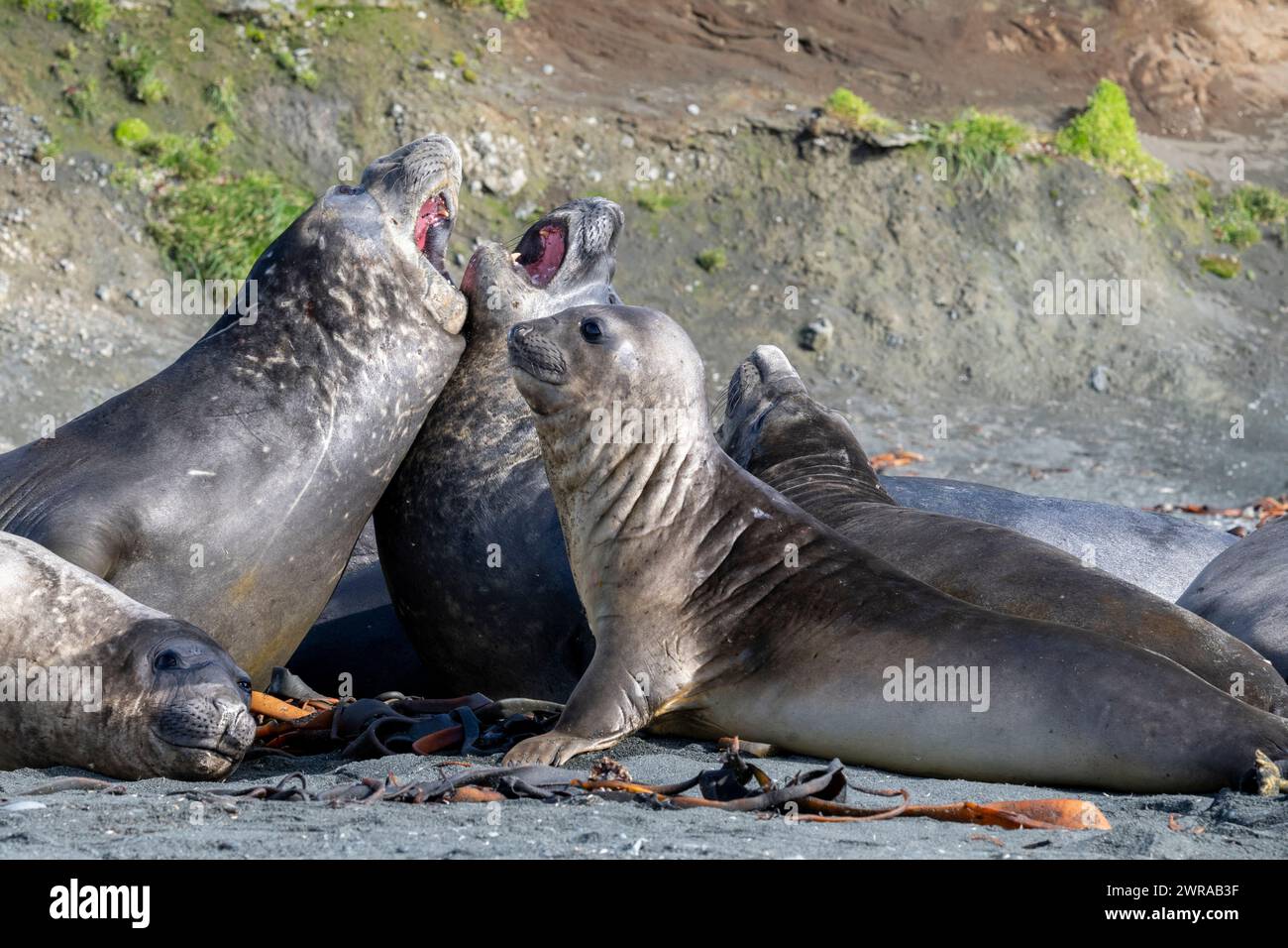 Australia, Tasmania, Macquarie Island, Sandy Bay (UNESCO) Young male ...