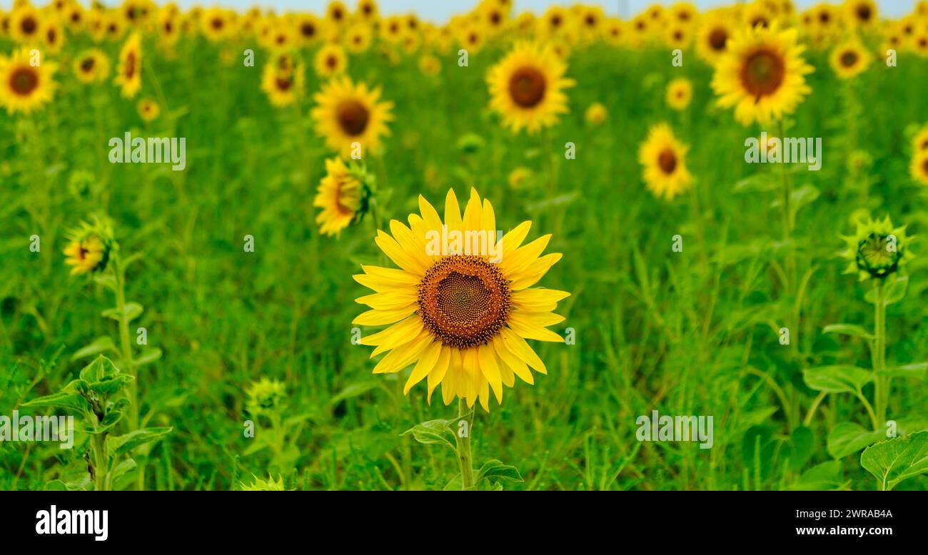 Sunflower with Green Bud Sunflower Blossom - Healthy Lifestyles, Ecology, Organic Farming, Smallholding, Gardening, health concept, nature concept Stock Photo