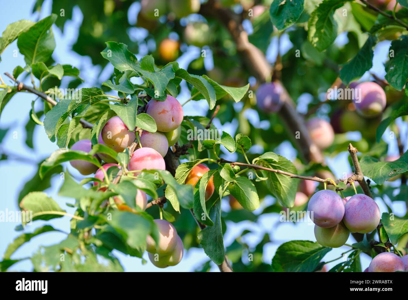 Plum tree with juicy fruits on sunset light download Stock Photo