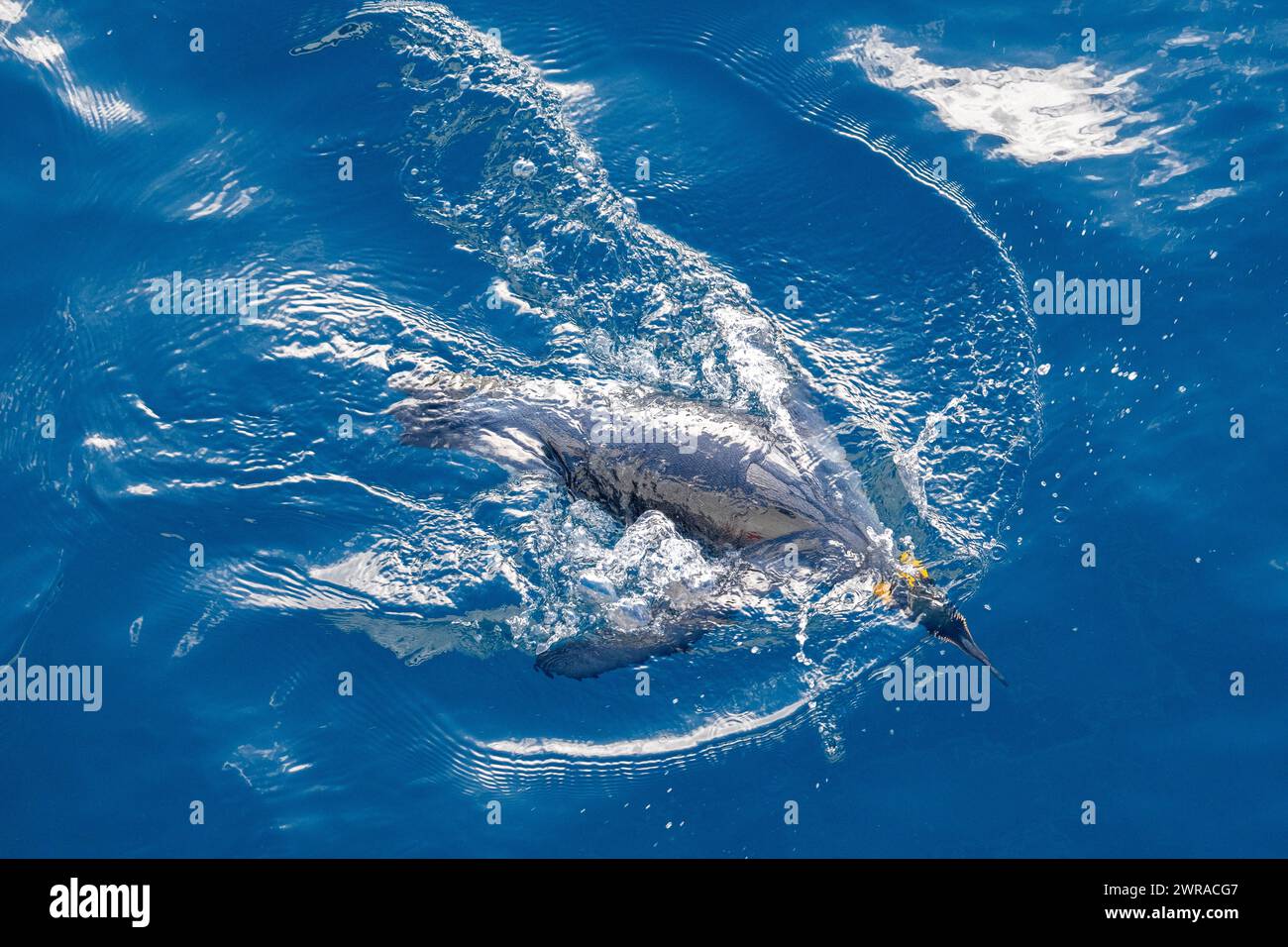 Australia, Tasmania, near Macquarie Island (UNESCO) King penguins