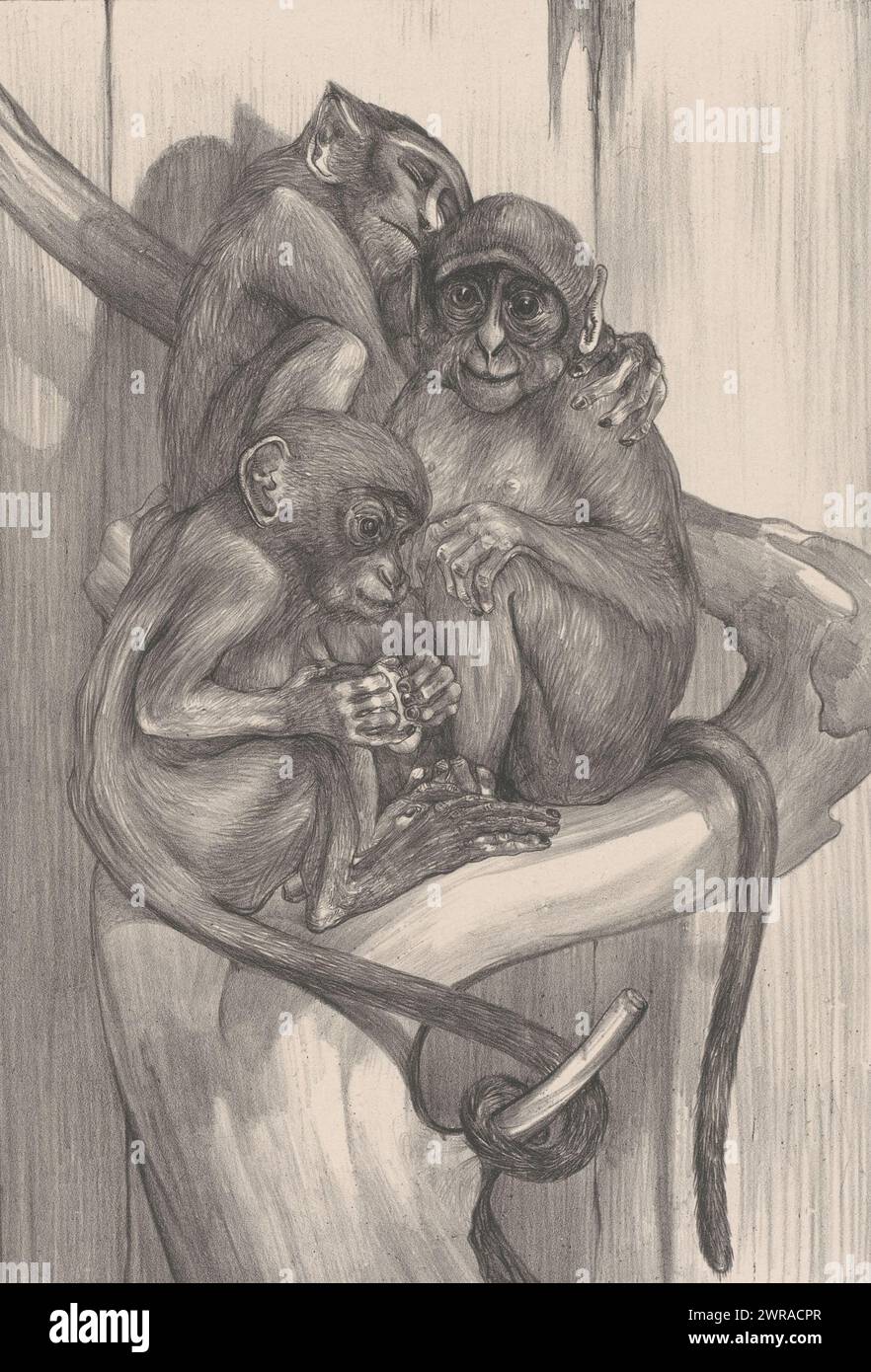 Three Monkeys on a Tree Stump, Animal Studies (series title), print maker: Theo van Hoytema, Hilversum, 1898, paper, height 705 mm × width 477 mm, print Stock Photo