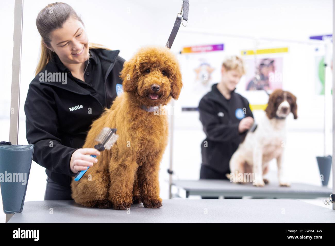 Groomingtails hires stock photography and images Alamy