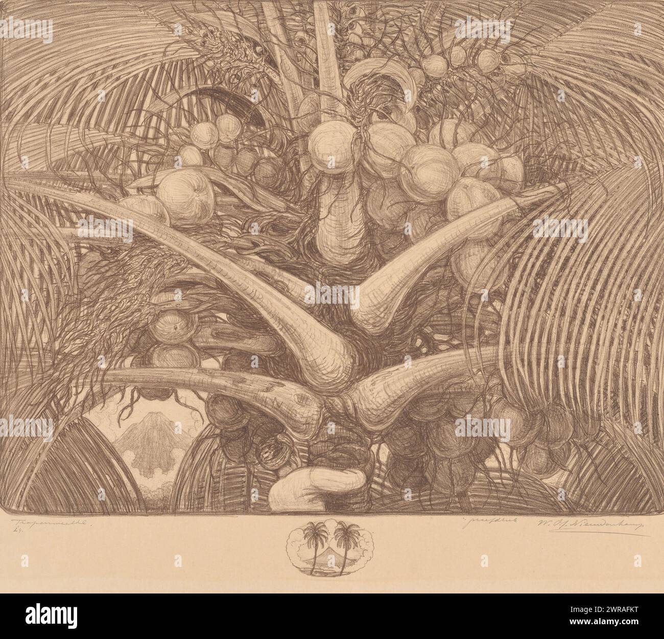 Top of a coconut palm, Tropenweelde (original title on object), print ...