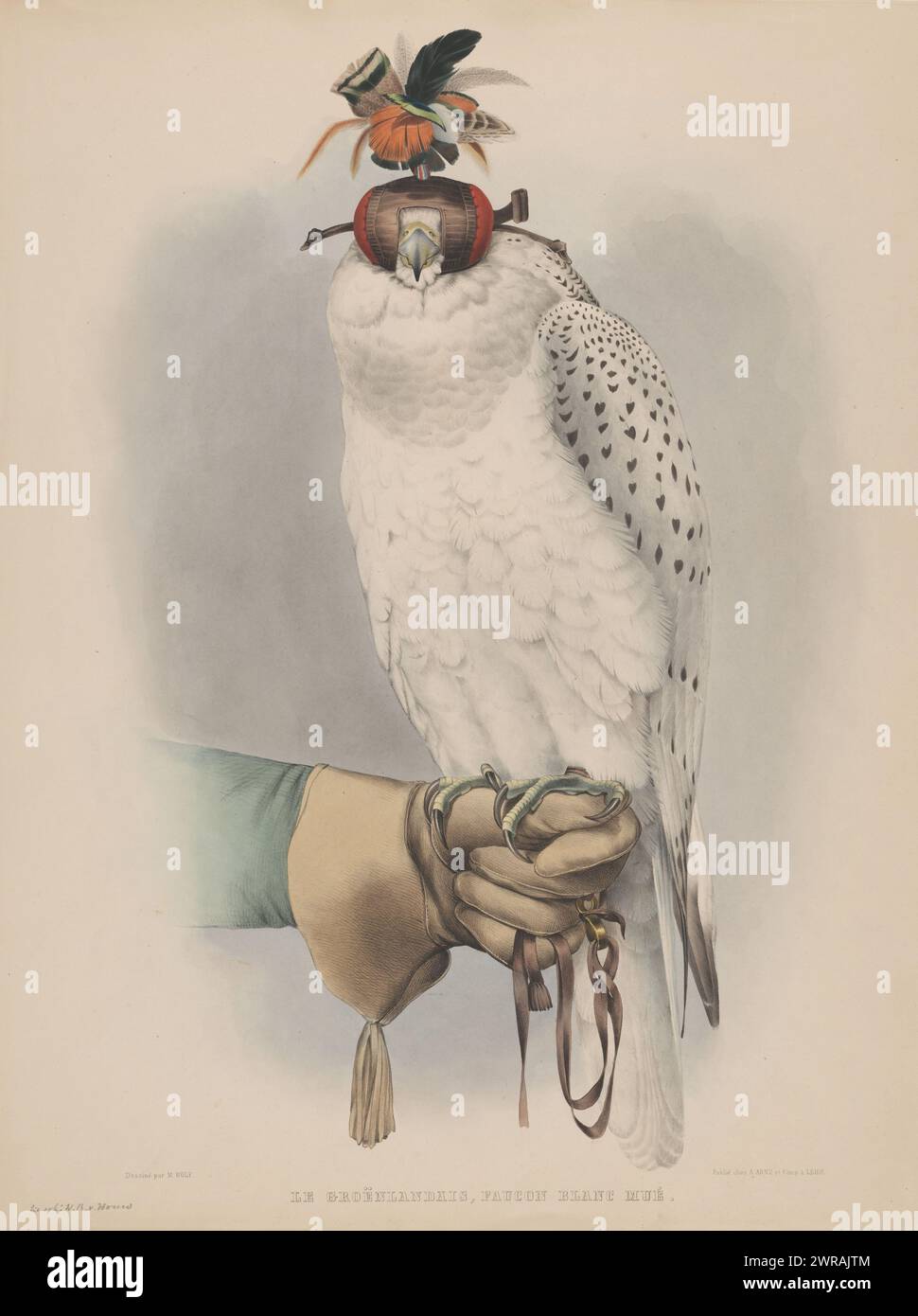 White Greenland falcon, Le groënlandais, faucon blanc musée (title on object), White Greenland falcon with hood, sitting on a hand with a glove., print maker: Willem Bastiaan van Wouw, (possibly), after design by: Joseph Wolf, publisher: August Arnz & Co., Leiden, in or before 1844 - 1853, paper, height 654 mm × width 499 mm, print Stock Photo