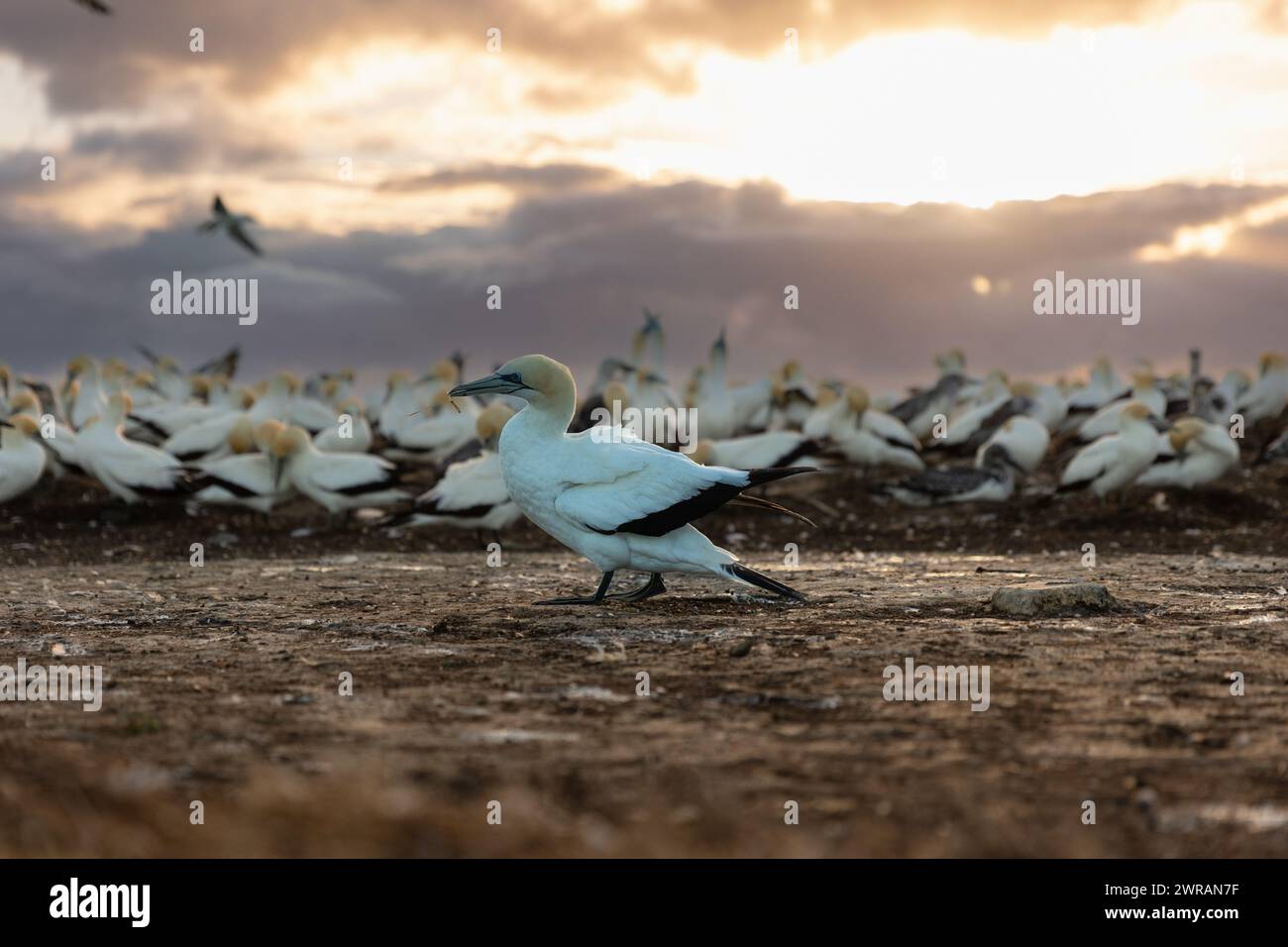 Gannet colony at sunrise, Cape Kidnappers, New Zealand Stock Photo