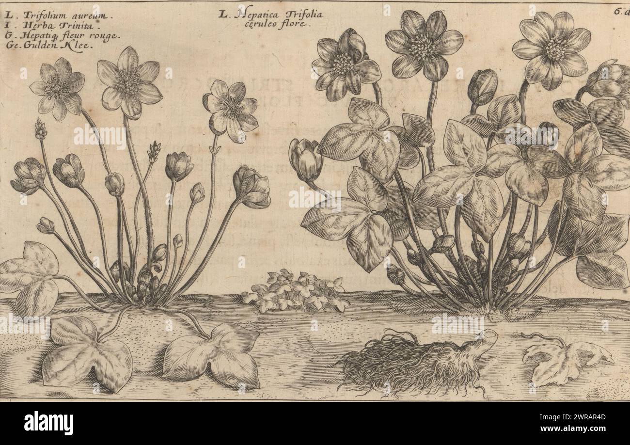 Two varieties of the liverwort (Hepatica nobilis), Trifolium aureum / Herba trinita / Hepatiq. fleur rouge / Gulden klee (title on object), Hepatica trifolia ceruleo flore (title on object), Winter flower garden (series title), Hortus floridus hyemalis (series title), Flower garden (series title), Hortus floridus (series title), Print is part of a book., print maker: Crispijn van de Passe (II), printer: Crispijn van de Passe (II), publisher: Johannes Janssonius, print maker: Utrecht, printer: Utrecht, publisher: Arnhem, 1617, paper, engraving, height 136 mm × width 205 mm Stock Photo