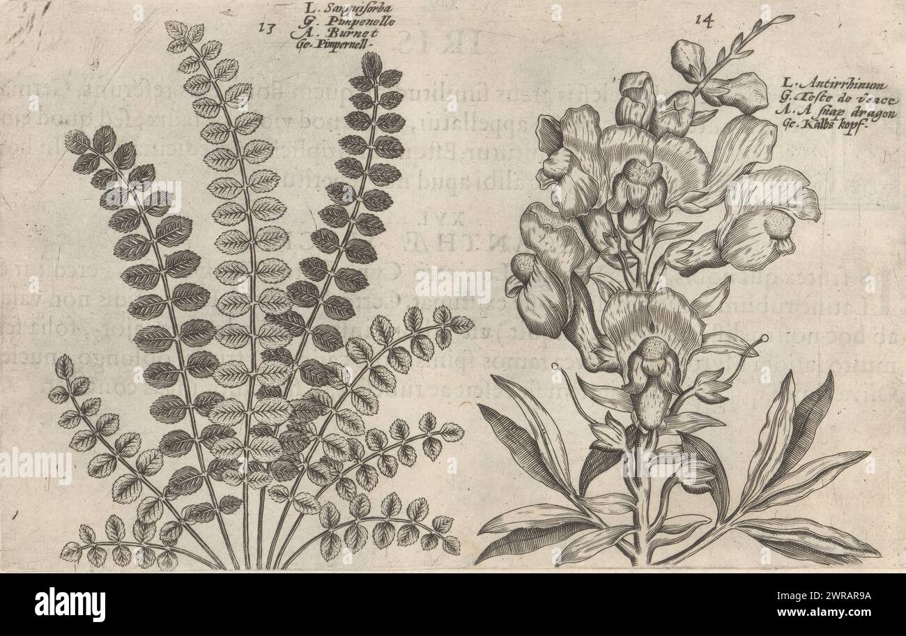 Lesser burnet and greater snapdragon, Sanguisorba / Pimpenelle / Burnet / Pimpernell (title on object), Antirrhunum / Teste de veace / A snap dragon / Kalbs Kopf (title on object), Flower garden, the other part (series title), Altera pars horti floridi (series title), Flower garden (series title), Hortus floridus (series title), The images are numbered: 13 and 14. Print is part of a book., print maker: Crispijn van de Passe (II), (attributed to), after design by: Crispijn van de Passe (I), (attributed to), publisher: Johannes Janssonius, Arnhem, 1617, paper, engraving Stock Photo