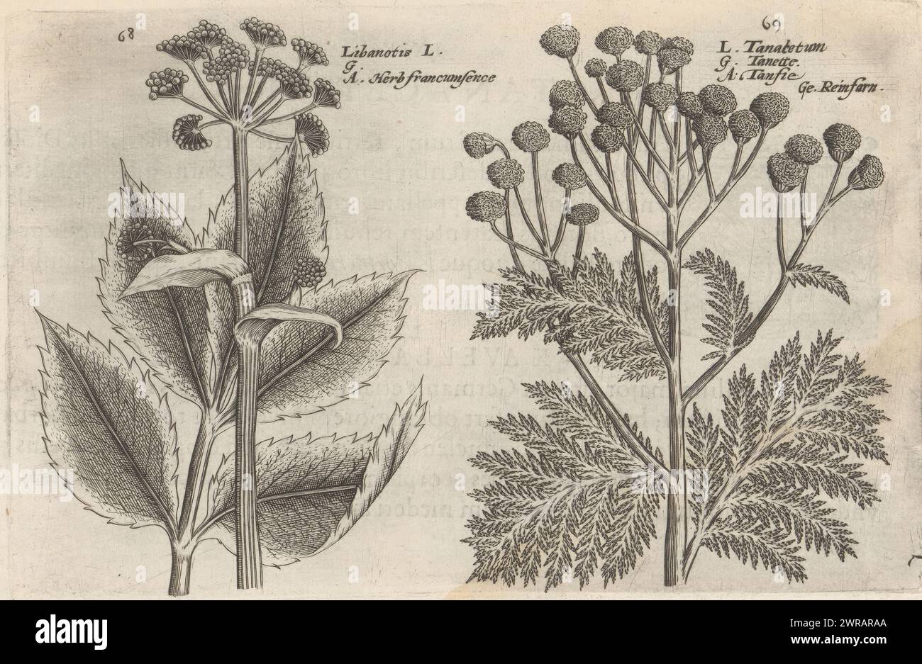 Deerroot and tansy, Libanotis / Herb francumsence (title on object), Tanacetum / Tanette / Tanfie / Reinfarn (title on object), Flower garden, the other part (series title), Altera pars horti floridi (series title), Flower garden (series title) ), Hortus floridus (series title), The images are numbered: 68 and 69. Print is part of a book., print maker: Crispijn van de Passe (II), (attributed to), after design by: Crispijn van de Passe (I), (attributed to), publisher: Johannes Janssonius, Arnhem, 1617, paper, engraving, height 127 mm × width 196 mm Stock Photo