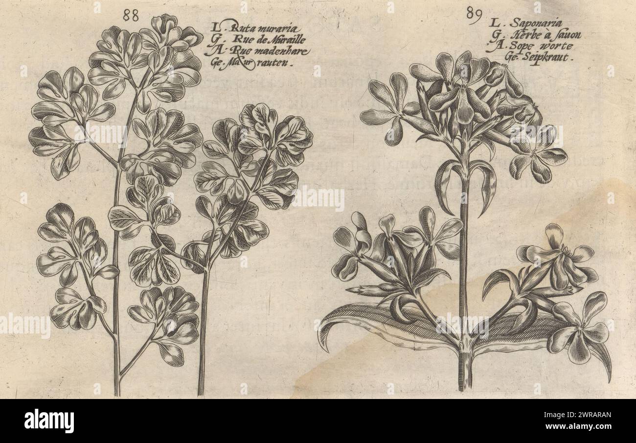 Wall fern and soapwort, Ruta muraria / Rue de muraille / Rue madenhare / Maurrauten (title on object), Saponaria / Herbe à savon / Sope worte / Seipkraut (title on object), Flower garden, the other part (series title), Altera pars horti floridi (series title), Flower garden (series title), Hortus floridus (series title), The images are numbered: 88 and 89. Print is part of a book., print maker: Crispijn van de Passe (II), (attributed to), after design by: Crispijn van de Passe (I), (attributed to), publisher: Johannes Janssonius, Arnhem, 1617, paper, engraving Stock Photo