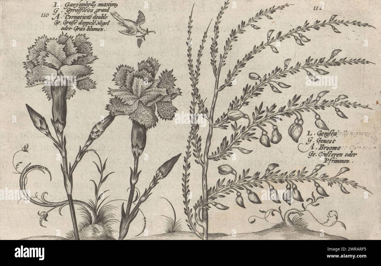 Garden carnation and broom, Garyophyll[us] maxim[us] / Gyrofflées grand / Cornations double / Grosse doppele Negel oder Gras Blumen (title on object), Genista / Genest / Broome / Gimsteren oder Pfrimmen (title on object), Flower garden, the other part (series title), Altera pars horti floridi (series title), Flower garden (series title), Hortus floridus (series title), The images are numbered: 110 and 111. Print is part of a book., print maker: Crispijn van de Passe (II), (attributed to), after design by: Crispijn van de Passe (I), (attributed to), publisher: Johannes Janssonius, Arnhem Stock Photo
