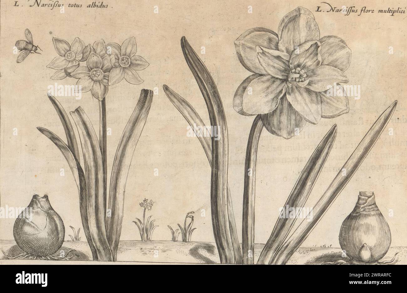Two species of daffodils, Narcissus totus albidus (title on object), Narcissus flore multiplici (title on object), Spring flower garden (series title), Horti floridi, vernalis (series title), Flower garden (series title), Hortus floridus (series title), Print is part of a book., print maker: Crispijn van de Passe (II), printer: Crispijn van de Passe (II), publisher: Johannes Janssonius, print maker: Utrecht, printer: Utrecht, publisher: Arnhem, 1617, paper, engraving, height 144 mm × width 216 mm, print Stock Photo