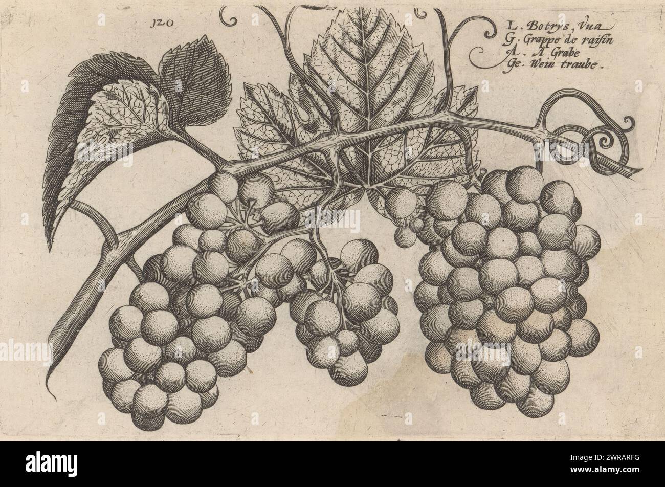 Vine with grapes, Botrys, vua / Grappe de raisin / A grabe / Wein Traube (title on object), Flower garden, the other part (series title), Altera pars horti floridi (series title), Flower garden (series title), Hortus floridus (series title), The image is numbered: 120. Print is part of a book., print maker: Crispijn van de Passe (II), (attributed to), after design by: Crispijn van de Passe (I), (attributed to), publisher: Johannes Janssonius, Arnhem, 1617, paper, engraving, height 129 mm × width 206 mm, print Stock Photo