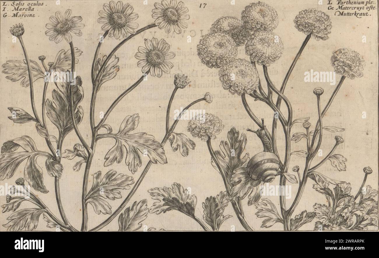 Daisy (Bellis perennis) and feverfew (Tanacetum parthenium), Solis oculus / Marella / Maroine (title on object), Parthenium ple. / Matercruyt aka Mutterkraut (title on object), Flower garden of autumn (series title), Autumnus horti floridi (series title), Flower garden (series title), Hortus floridus (series title), Print is part of a book., print maker: Crispijn van de Passe (II), printer: Crispijn van de Passe (II), publisher: Johannes Janssonius, print maker: Utrecht, printer: Utrecht, publisher: Arnhem, 1617, paper, engraving, height 133 mm × width 210 mm Stock Photo