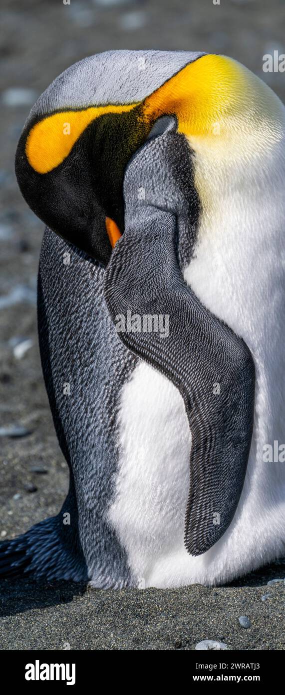 Australia, Tasmania, Macquarie Island, Sandy Bay (UNESCO) King penguin