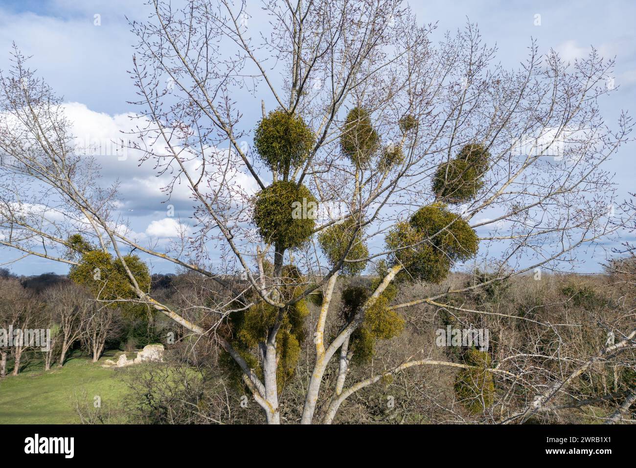 Aerial view of a tree with mistletow in the upper branches, Ankerwycke, England. Stock Photo