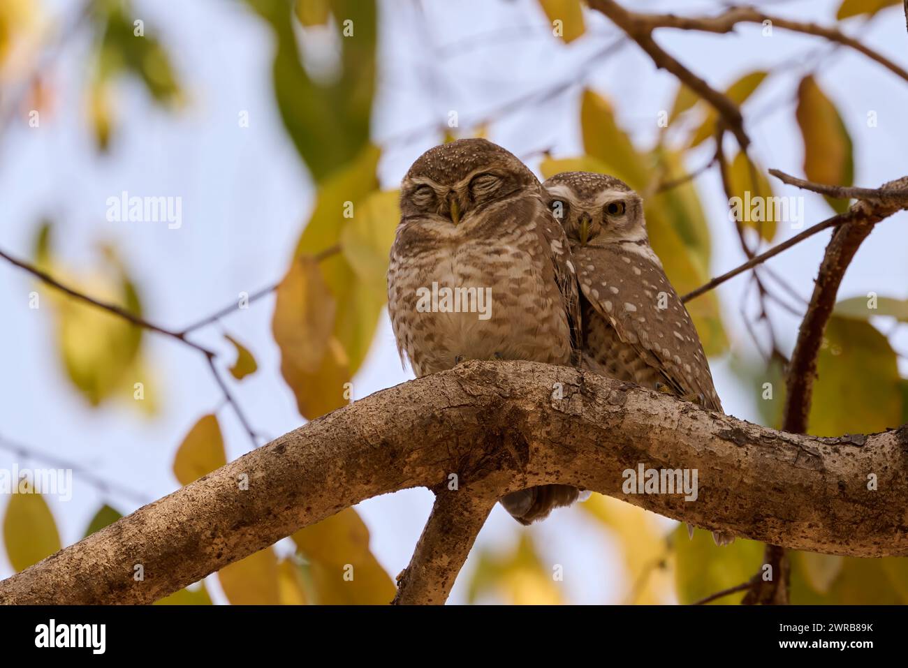 Spotted owlet breeding pair, India Stock Photo